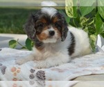 Small Photo #14 Cavapoo Puppy For Sale in PARADISE, PA, USA