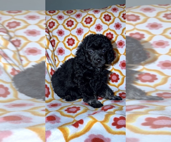 Medium Photo #7 Poodle (Toy) Puppy For Sale in DETROIT, MI, USA