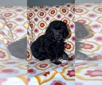 Litter of 3 - Female Poodle (Toy)Litter of Puppies for Sale - Photo #7