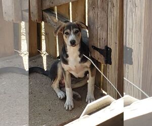 Juliet - Female Mutt Dog for Adoption - Photo #4