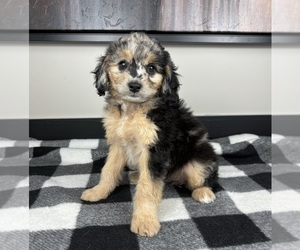 Aussiedoodle Miniature Puppy for sale in FRANKLIN, IN, USA
