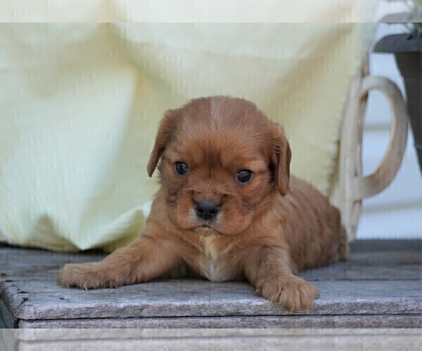 Medium Photo #5 Cavalier King Charles Spaniel Puppy For Sale in FREDERICKSBG, OH, USA