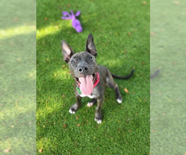 Medium Photo #35 Mutt Puppy For Sale in Pompano Beach , FL, USA