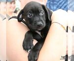 Small #3 Labrador Retriever Mix