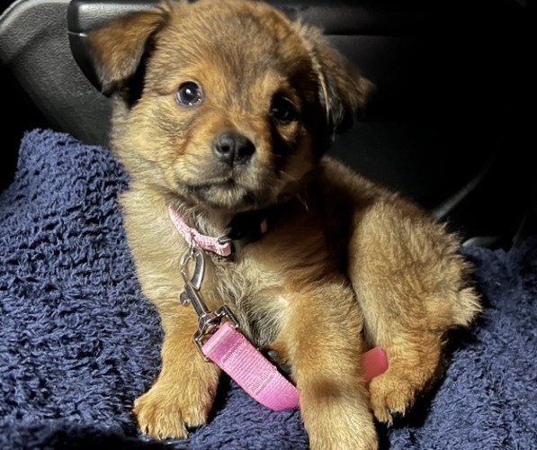 Medium Photo #1 Chiranian Puppy For Sale in DALLAS, GA, USA