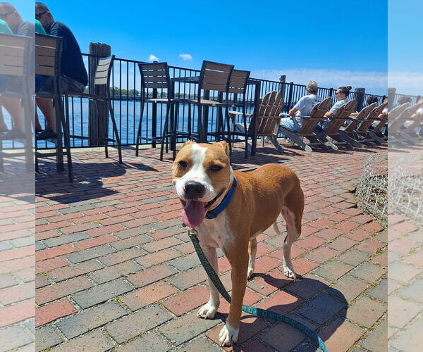 Medium Photo #1 American Pit Bull Terrier Puppy For Sale in Holly Springs, NC, USA