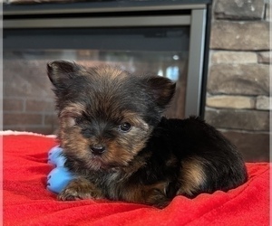 Yorkshire Terrier Dog for Adoption in NOBLESVILLE, Indiana USA