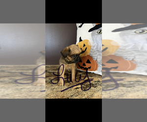 Brussels Griffon Puppy for sale in NILES, MI, USA