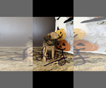 Image preview for Ad Listing. Nickname: AKC LUCY