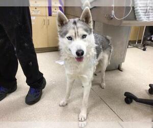 Siberian Husky Dogs for adoption in Riverside, CA, USA
