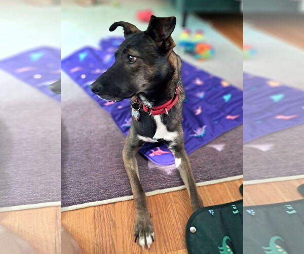 Medium Photo #11 Mutt Puppy For Sale in Wakefield, RI, USA