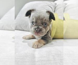 French Bulldog Puppy for Sale in MIAMI, Florida USA