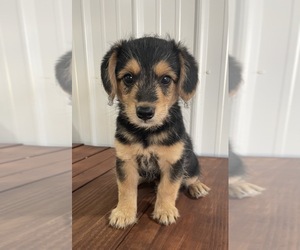 Pembroke Welsh Corgi-Poodle (Miniature) Mix Puppy for sale in MEMPHIS, MO, USA