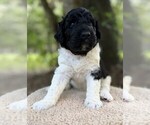 Small Photo #52 Goldendoodle Puppy For Sale in PIERSON, FL, USA