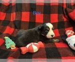 Small Photo #13 Miniature Australian Shepherd Puppy For Sale in QUINCY, CA, USA