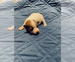 Puppy 3 Russell Terrier
