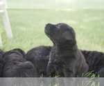 Small #3 Labrador Retriever