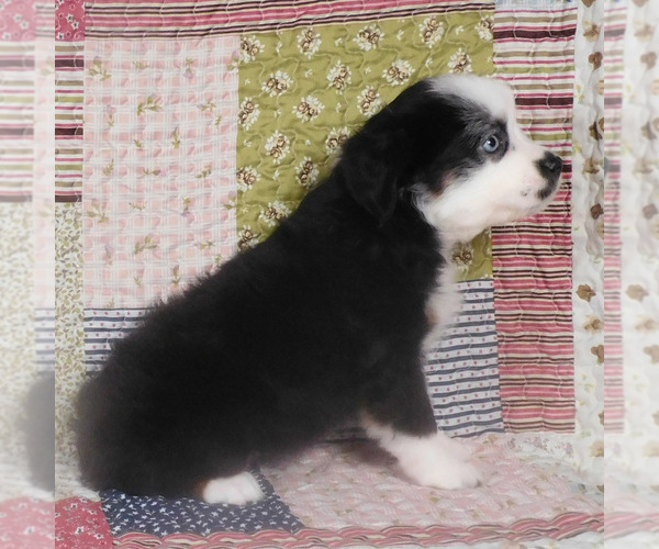 Medium Photo #13 Miniature Australian Shepherd Puppy For Sale in HARRISON, OH, USA