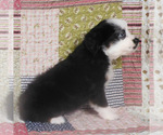 Small #12 Miniature Australian Shepherd