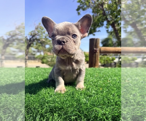Medium Photo #4 French Bulldog Puppy For Sale in LOS ANGELES, CA, USA