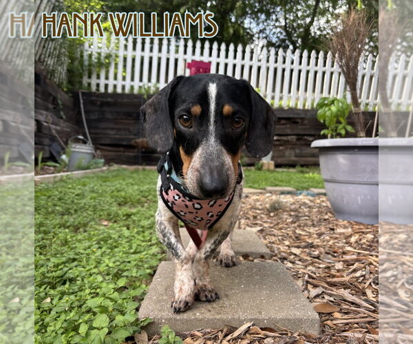 Medium Photo #3 Dachshund Puppy For Sale in San Antonio, TX, USA