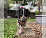 Small #2 Dachshund
