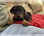 Small Photo #5 Doberman Pinscher Puppy For Sale in SAN DIEGO, CA, USA
