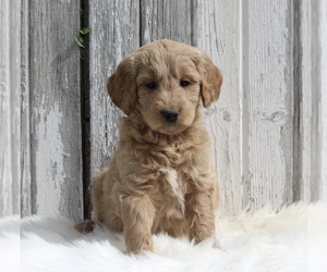 Goldendoodle Puppy for sale in MILLERSBURG, OH, USA