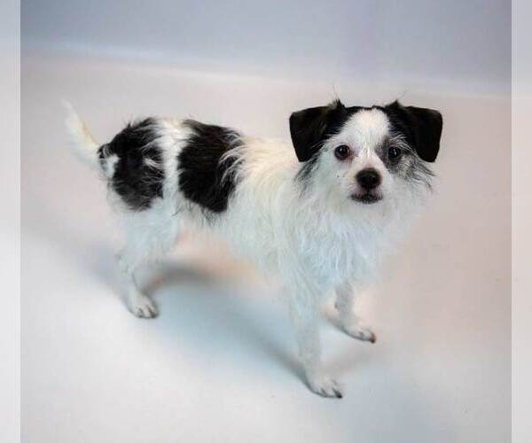 Medium Photo #2 Mutt Puppy For Sale in Kennesaw, GA, USA
