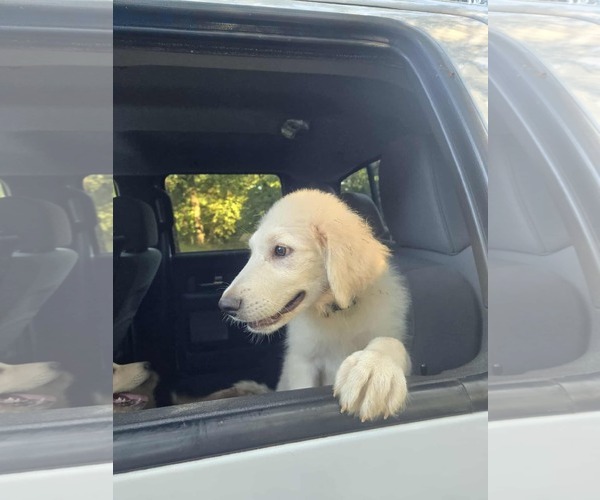 Medium Photo #8 Great Pyrenees Puppy For Sale in Spring, TX, USA