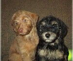Small Photo #25 Aussie-Poo Puppy For Sale in LINCOLN, AL, USA