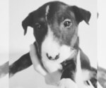 Small Photo #12 Bull Terrier Puppy For Sale in BUCKLIN, KS, USA