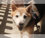 Small #3 Shiba Inu