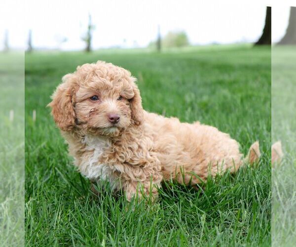 Medium Photo #3 Cavapoo Puppy For Sale in ARTHUR, IL, USA