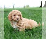 Small #2 Cavapoo