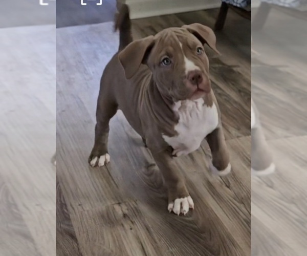 Medium Photo #2 American Bully Puppy For Sale in RISING FAWN, GA, USA