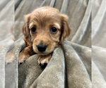 Puppy Puppy 3 Dachshund