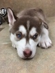 Small Photo #6 Siberian Husky Puppy For Sale in PHOENIX, AZ, USA