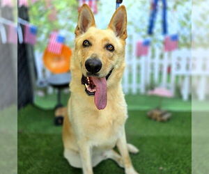 German Shepherd Dog-Unknown Mix Dogs for adoption in Long Beach, CA, USA