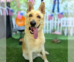 Small German Shepherd Dog Mix