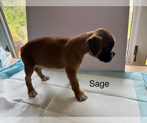 Medium Photo #36 Boxer Puppy For Sale in EUREKA, IL, USA