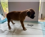 Small Photo #36 Boxer Puppy For Sale in EUREKA, IL, USA