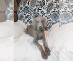 Small Photo #7 Weimaraner Puppy For Sale in ELKTON, KY, USA