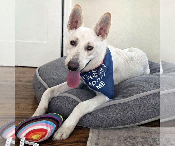 Medium Photo #3 - Mix Puppy For Sale in Phoenix, AZ, USA