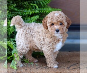 Cavapoo Puppy for sale in MORGANTOWN, PA, USA