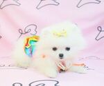 Small Photo #7 Pomeranian Puppy For Sale in LAS VEGAS, NV, USA