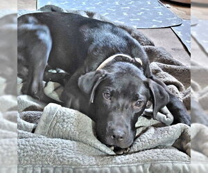 Mutt Dogs for adoption in Rutherfordton, NC, USA