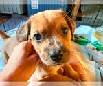 Small #1 Golden Dox