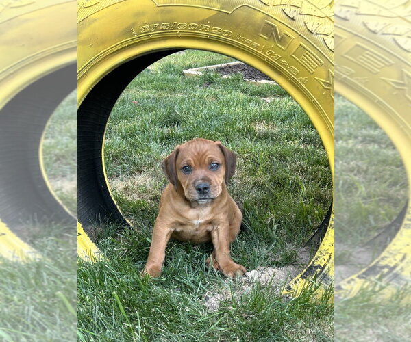 Medium Photo #2 Mutt Puppy For Sale in Mooresville, NC, USA