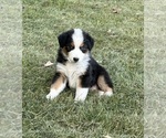 Small #4 Australian Shepherd